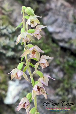 Helleborine Orchid 103