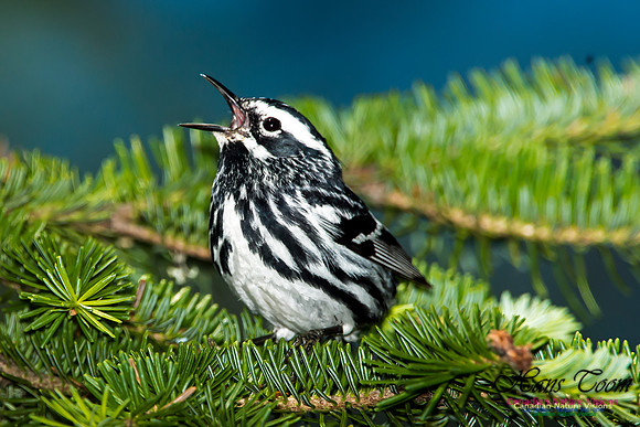 Black-and-White Warbler