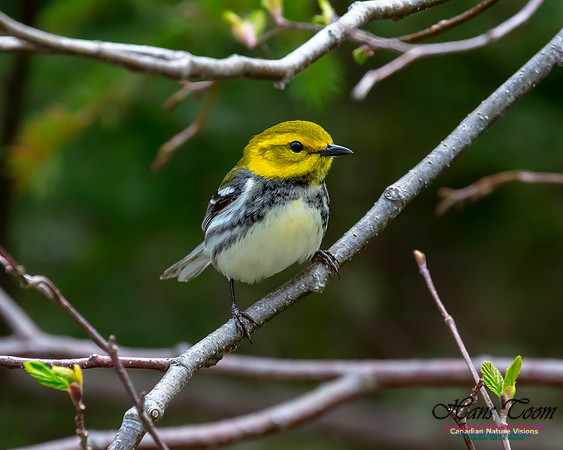 Black-throated Green Warbler 3