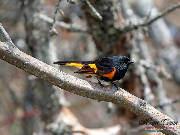 American Redstart 4