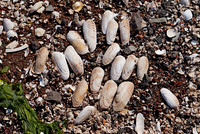 Clams and Crustations