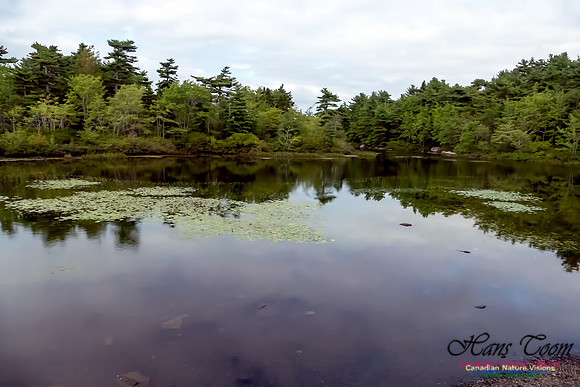 Frog Pond 2