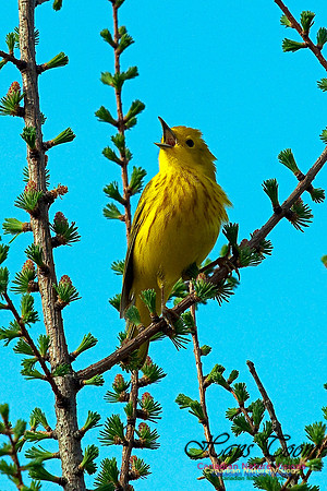 Yellow Warbler