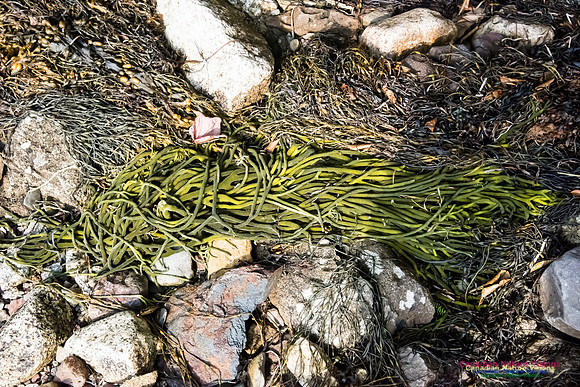 Green Dead Man's Fingers, Codium Fragile Green Fleece Algae