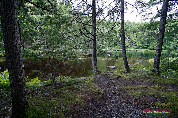 Woodland Walk Along Mersey River 102