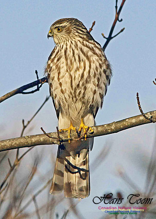 Sharp-shinned Hawk 11