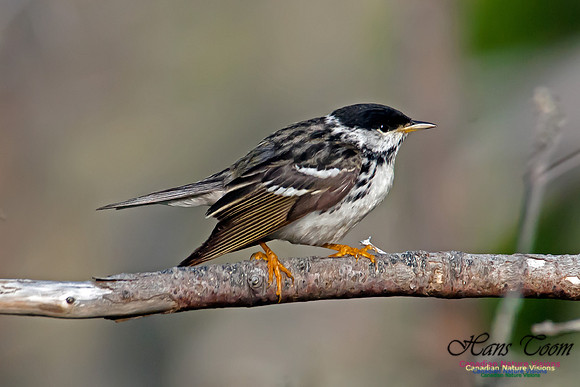 Blackpoll Warbler