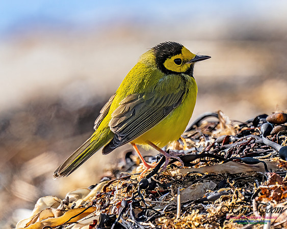 Hooded Warbler 710