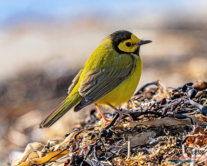 Hooded Warbler 710