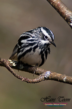 Black-and-White Warbler