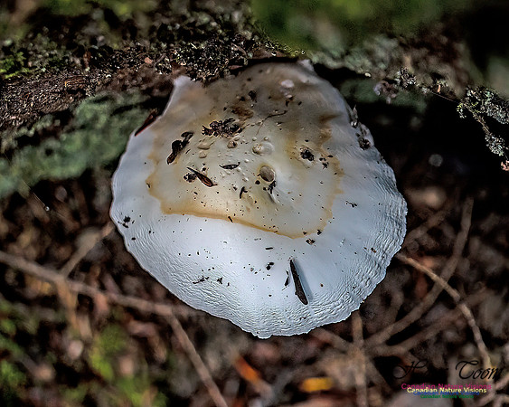 Fungi Walk 104
