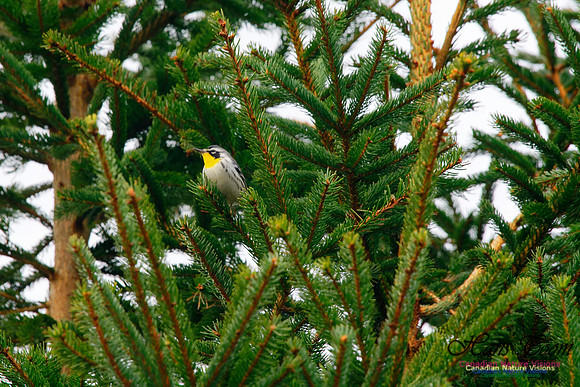 Yellow-throated Warbler 8
