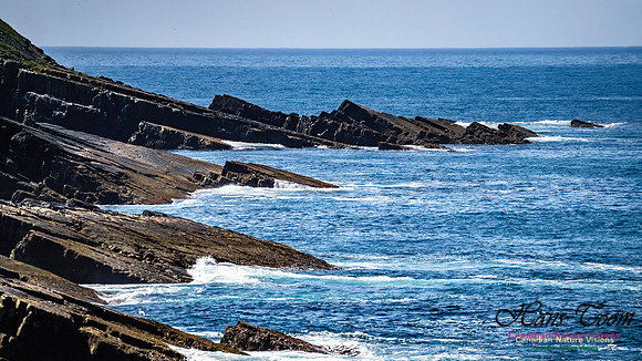 Cape Race 103