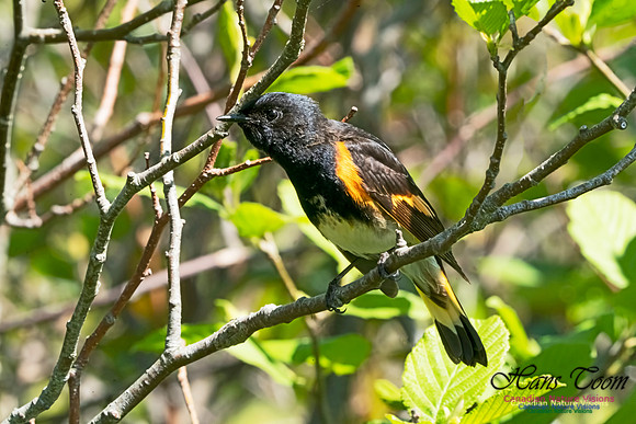 American Redstart 1008