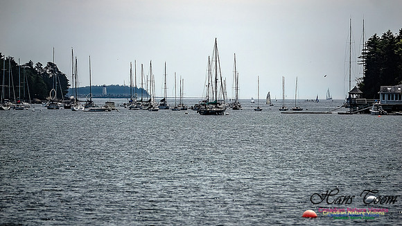 Sailboats at Northwest Arm 103