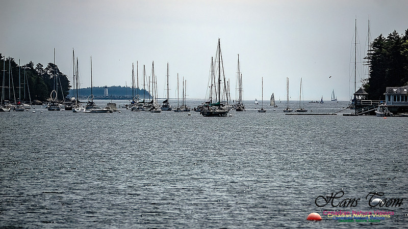 Sailboats at Northwest Arm 103