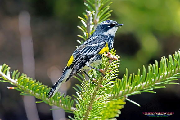 Yellow-rumped Warbler