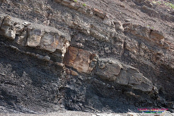 Joggins Fossil Cliffs 105