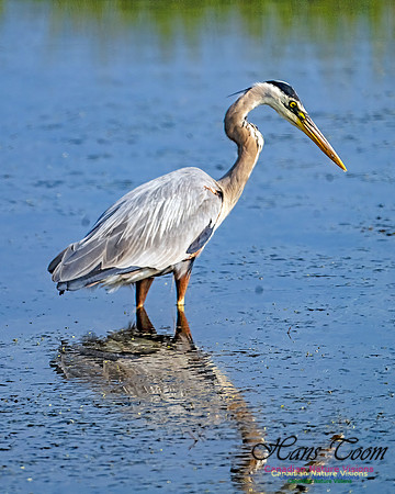 Great Blue Heron 900