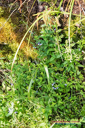Marsh Skullcap(Scutellaria galericulata)
