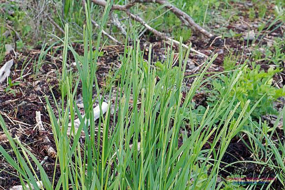 Saltmarsh Cordgrass