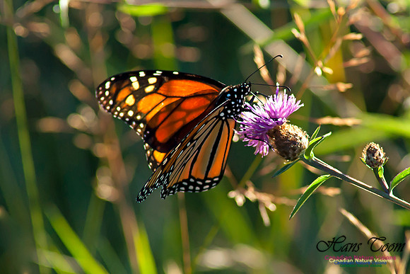Monarch