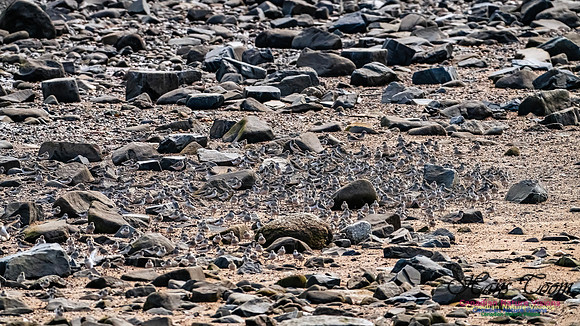 Evangeline Beach Shorebirds 2025 116