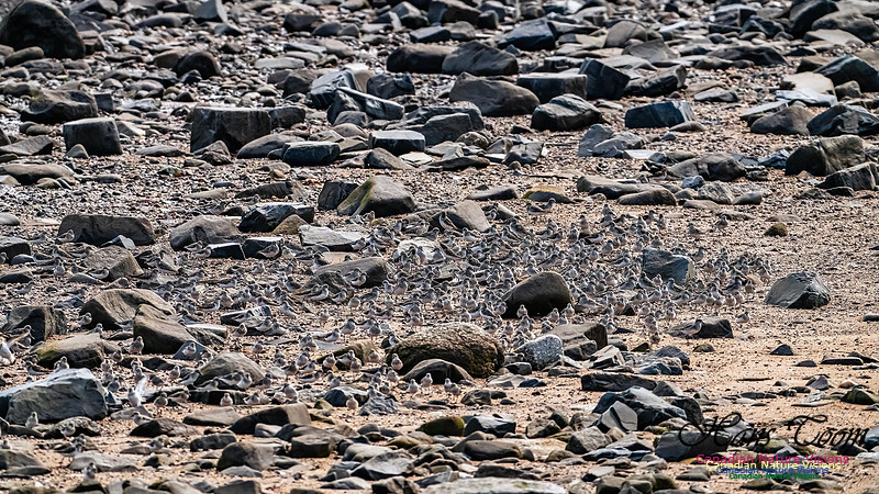 Evangeline Beach Shorebirds 2025 116
