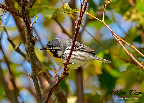 Yellow-throated Warbler 102