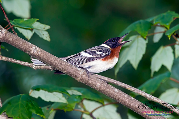 Bay-breasted Warbler