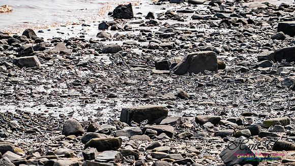 Evangeline Beach Shorebirds 2025 104