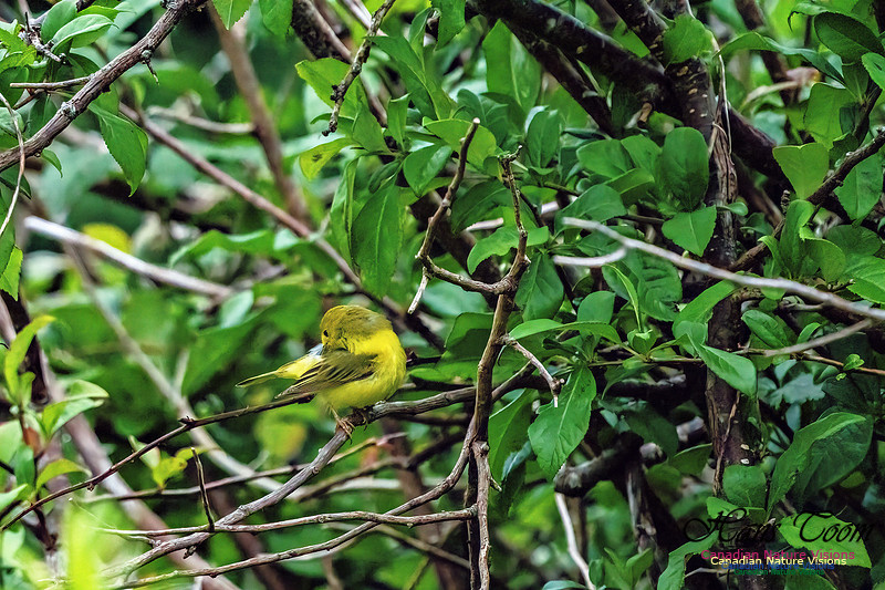 Wilson's Warbler 206