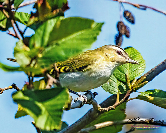 Red-eyed Vireo 101