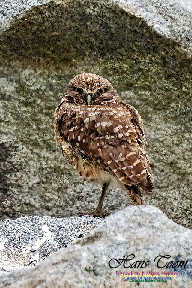 Burrowing Owl 125