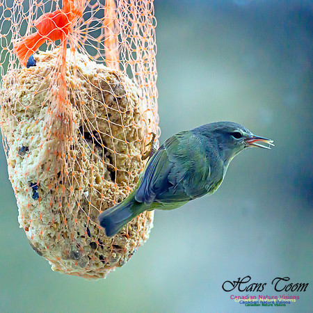 Orange-crowned Warbler 19