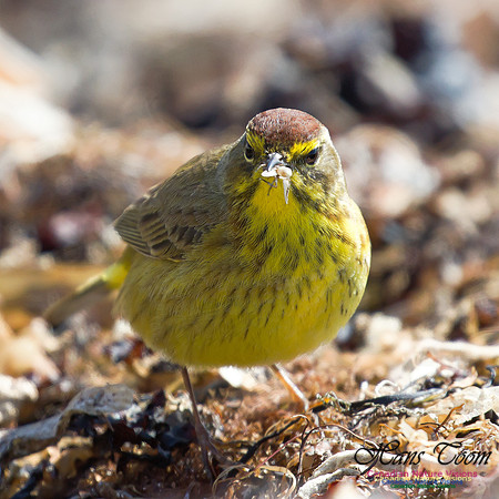 Palm Warbler 4