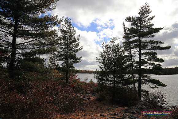 Bell Park
