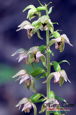 Helleborine Orchid 100