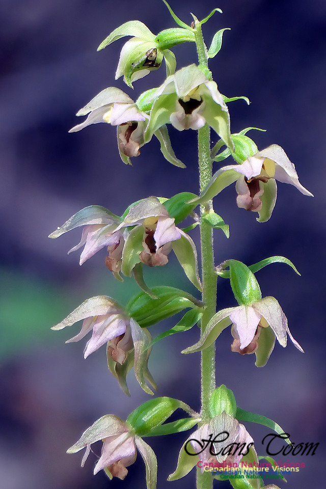 Helleborine Orchid 100