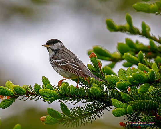 Blackpoll Warbler 103