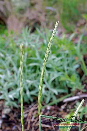 Saltmarsh Cordgrass