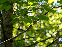 Black-throated Blue Warbler