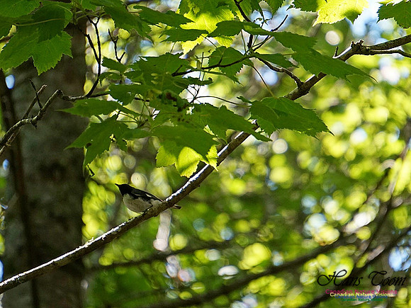 Black-throated Blue Warbler 100