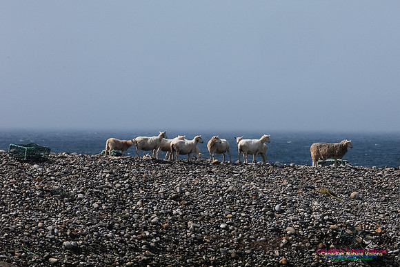 Cape Sable Sheep 100