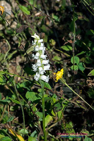 Nodding Ladies Tresses Orchid
