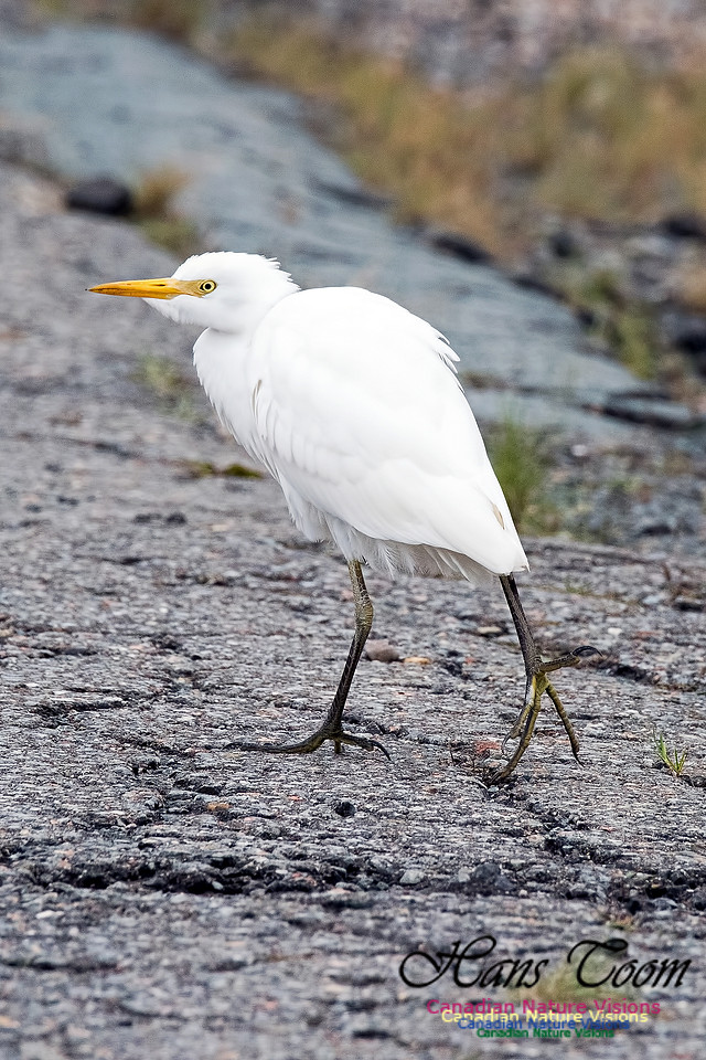 Cattle Egret