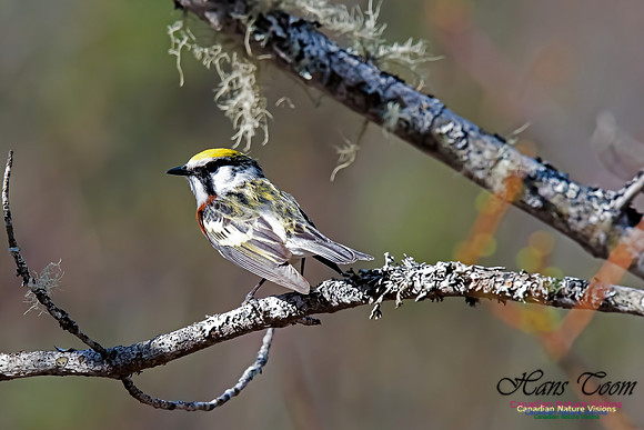 Chestnut-sided Warbler