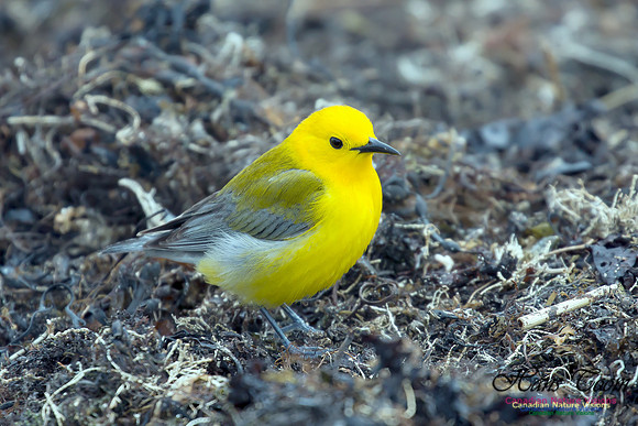 Prothonotary Warbler 19
