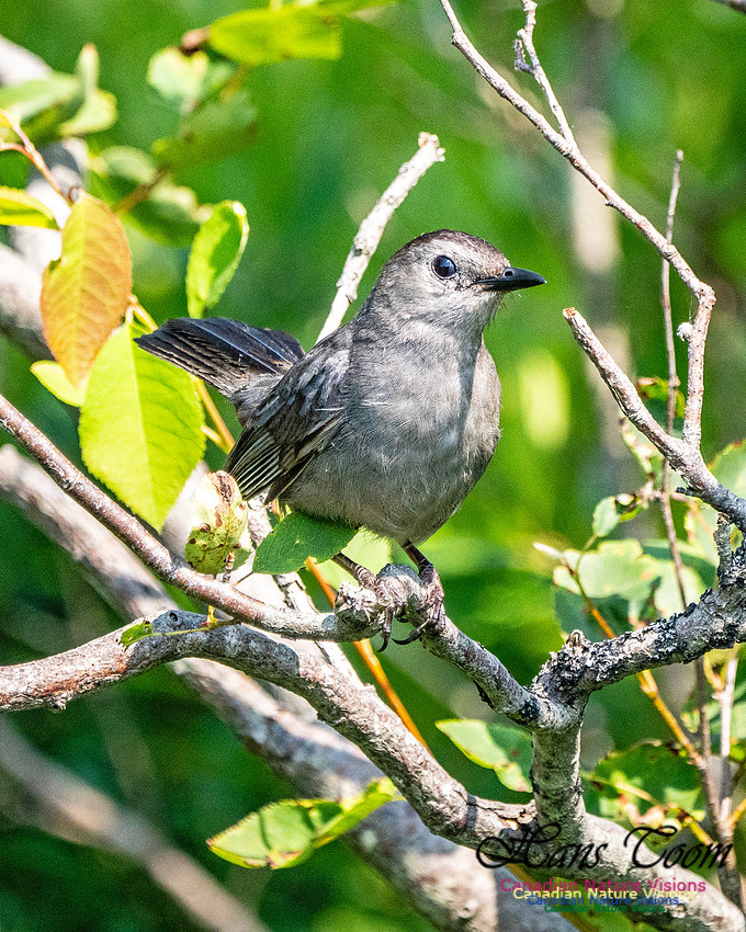 Grey Catbird 109