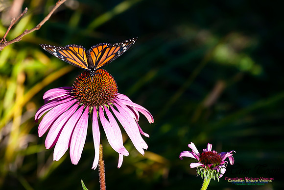 Monarch